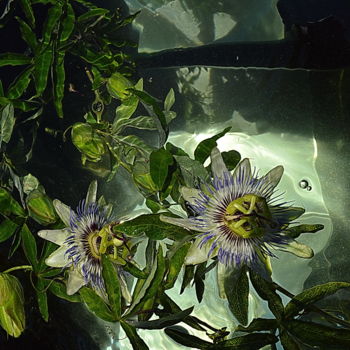 Photographie intitulée "fleurs et passion" par Aquartistiq, Œuvre d'art originale, Photographie numérique