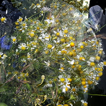 Photographie intitulée "bouquet de camomille" par Aquartistiq, Œuvre d'art originale, Photographie numérique
