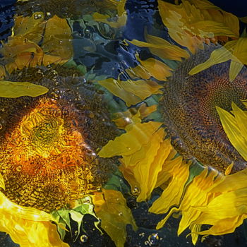 Photographie intitulée "deux tournesols" par Aquartistiq, Œuvre d'art originale, Photographie numérique