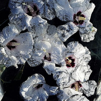 Fotografia intitolato "fleurs blanches" da Aquartistiq, Opera d'arte originale, Fotografia digitale