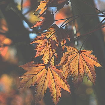 Photographie intitulée "feuilles d'automne" par Aquartistiq, Œuvre d'art originale, Photographie numérique