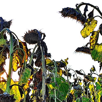 Photographie intitulée "les tournesols." par Aquartistiq, Œuvre d'art originale, Photographie numérique