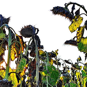 Fotografia intitulada "les tournesols." por Aquartistiq, Obras de arte originais, Fotografia digital