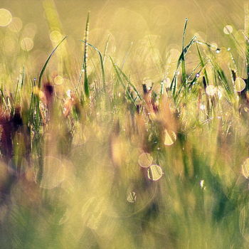 Photographie intitulée "herbes..." par Aquartistiq, Œuvre d'art originale, Photographie numérique