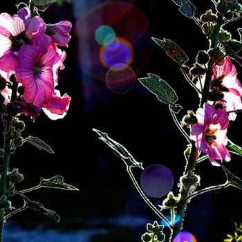 Photographie intitulée "fleurs roses" par Aquartistiq, Œuvre d'art originale, Photographie numérique