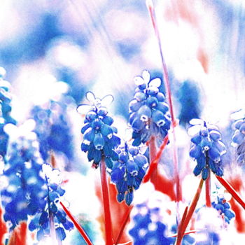 Photographie intitulée "champs bleu" par Aquartistiq, Œuvre d'art originale, Photographie numérique