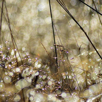 Photographie intitulée "herbe matinal" par Aquartistiq, Œuvre d'art originale, Photographie numérique