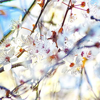 Photographie intitulée "fleurs prunier" par Aquartistiq, Œuvre d'art originale, Photographie numérique
