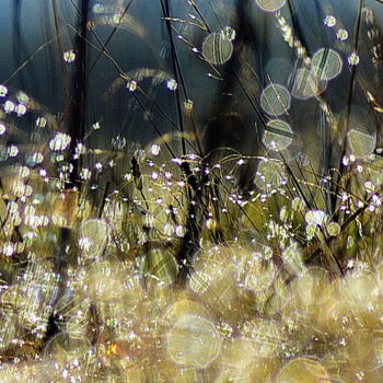 Photography titled "des herbes." by Aquartistiq, Original Artwork, Digital Photography