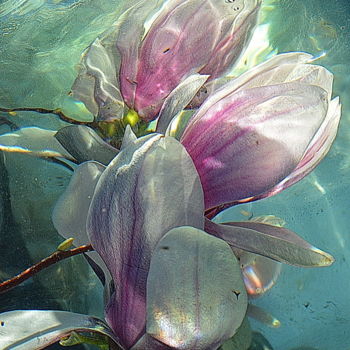 Fotografia zatytułowany „arums fleurs” autorstwa Aquartistiq, Oryginalna praca, Fotografia cyfrowa