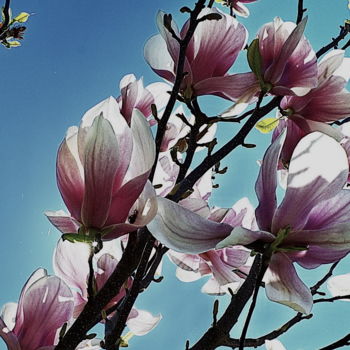 제목이 "tulipes......"인 사진 Aquartistiq로, 원작, 디지털
