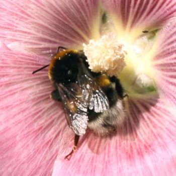 Фотография под названием "Мальва и пчела." - Табачковская, Подлинное произведение искусства