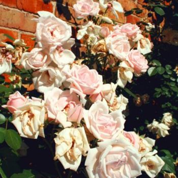 Фотография под названием "Увядающие розы." - Табачковская, Подлинное произведение искусства