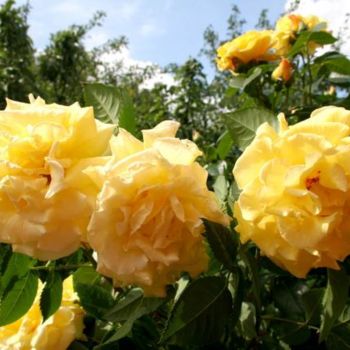 Фотография под названием "Желтые розы." - Табачковская, Подлинное произведение искусства