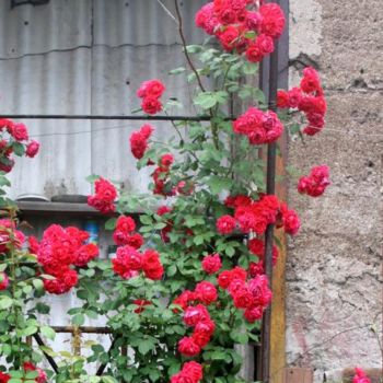 Fotografie getiteld "Красные розы." door Tabachkovskaia, Origineel Kunstwerk
