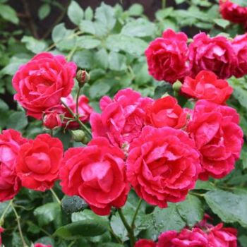Φωτογραφία με τίτλο "Красные розы." από Табачковская, Αυθεντικά έργα τέχνης