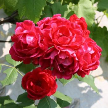 Фотография под названием "Красные розы." - Табачковская, Подлинное произведение искусства