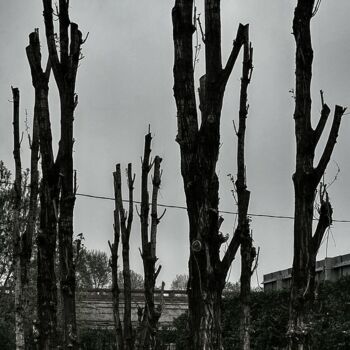 Photography titled "Urban wood" by Arciuli Vito (Bigboh), Original Artwork, Digital Photography