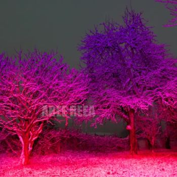 Photographie intitulée "La Féerie De Nicole" par Aree Reea, Œuvre d'art originale