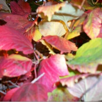 Fotografia zatytułowany „Осень.Листья калины…” autorstwa Ariadna, Oryginalna praca