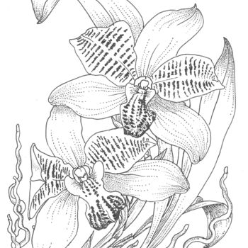 Desenho intitulada "an orchid colax jug…" por Ariel Valencia Navarro, Obras de arte originais, Tinta