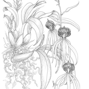 「encyclia cochleata…」というタイトルの描画 Ariel Valencia Navarroによって, オリジナルのアートワーク, インク