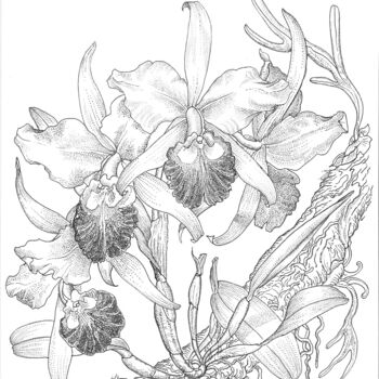 Tekening getiteld "cattleya warczewicz…" door Ariel Valencia Navarro, Origineel Kunstwerk, Inkt Gemonteerd op Karton