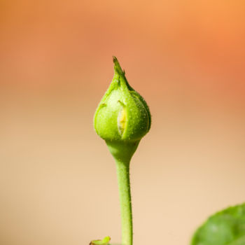 Фотография под названием "Rose Flower Bud" - Md Arifur Rahman, Подлинное произведение искусства, Цифровая фотография