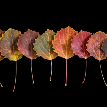 「Осенний танец.」というタイトルの写真撮影 Аркадий Смирновによって, オリジナルのアートワーク, デジタル