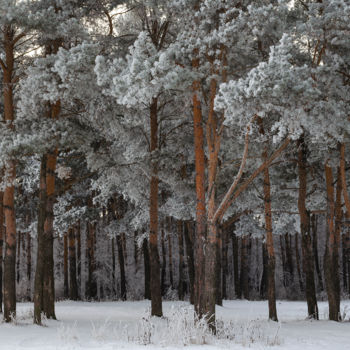 Photography titled "Snow and Pine Fores…" by Arkady Gude, Original Artwork