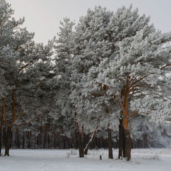 Fotografia zatytułowany „Winter, Pine Forest…” autorstwa Arkady Gude, Oryginalna praca