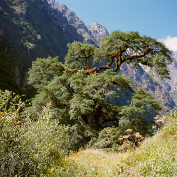 Fotografia intitolato "Tree in the Mountai…" da Arkady Gude, Opera d'arte originale