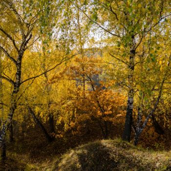 摄影 标题为“Autumn, birch trees…” 由Arkady Gude, 原创艺术品