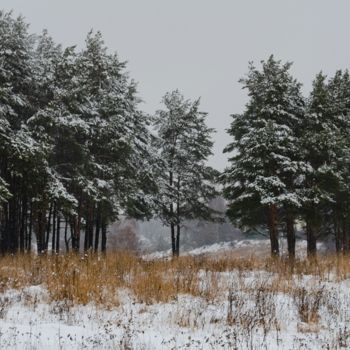 "Winter mood. Pine f…" başlıklı Fotoğraf Arkady Gude tarafından, Orijinal sanat