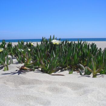 Photographie intitulée "Succulents on the s…" par Armajay, Œuvre d'art originale, Photographie numérique