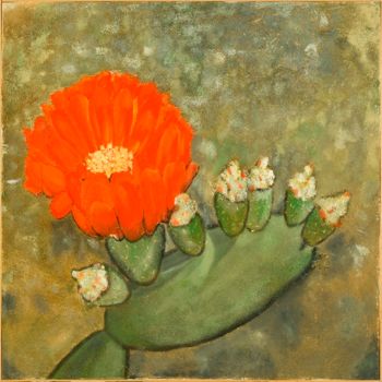 Painting titled "Fiori di Cactus" by Armida "Pupa" Nardi, Original Artwork, Oil