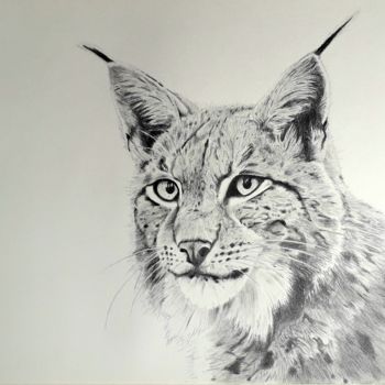 Dessin intitulée "Lynx" par Arnaud Pujol, Œuvre d'art originale, Crayon