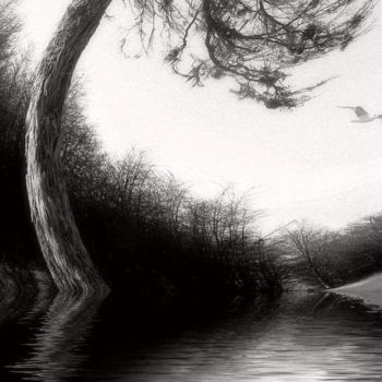 绘画 标题为“bosque magico (ench…” 由Fotopatagonia, 原创艺术品, 油