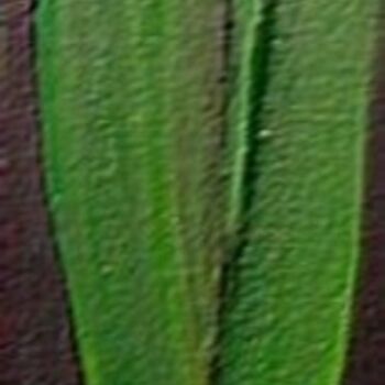 Peinture intitulée "Tulipe" par Jacques Bonjour, Œuvre d'art originale, Huile
