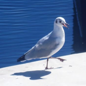 Fotografie getiteld "Mouette en bord de…" door Artcouleur S, Origineel Kunstwerk