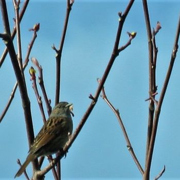 Fotografia zatytułowany „Oiseau sur une bran…” autorstwa Artcouleur S, Oryginalna praca, Fotografia cyfrowa