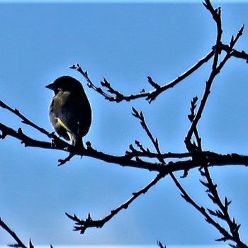 Fotografia zatytułowany „Sur une branche” autorstwa Artcouleur S, Oryginalna praca, Fotografia cyfrowa