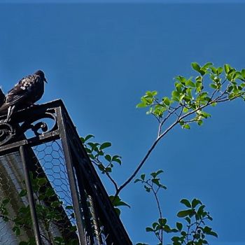 Photographie intitulée "Pigeon sur un balcon" par Artcouleur S, Œuvre d'art originale, Photographie numérique