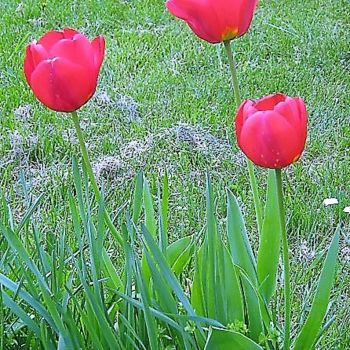 Fotografie getiteld "Tulipes" door Artcouleur S, Origineel Kunstwerk, Digitale fotografie