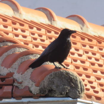 Photographie intitulée "corbeau" par Artcouleur S, Œuvre d'art originale