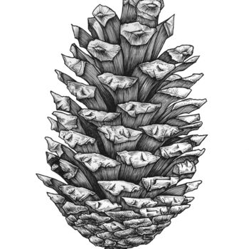 Dessin intitulée "Explosive pinecone" par Artiom Iavorskii, Œuvre d'art originale, Encre