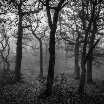 Photography titled "dancing forest" by Artem Lebedev, Original Artwork, Digital Photography