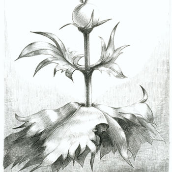 Σχέδιο με τίτλο "Stackelblaetrige Ku…" από Josch H. Pfisterer, Αυθεντικά έργα τέχνης, Μολύβι