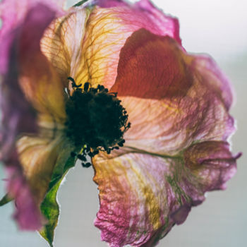 "Rose dreams I" başlıklı Fotoğraf Ines Markwardt tarafından, Orijinal sanat