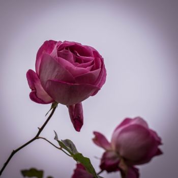 Photography titled "Roses for you" by Ines Markwardt, Original Artwork